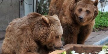 Αρκούδες μέσα στην ΚΑΣΤΟΡΙΑ – ΠΑΝΙΚΟΣ και μεγάλη κινητοποίηση της αστυνομίας. Στο πάρκο κυκλοφοριακής αγωγής εντοπίστηκαν πριν λίγες ώρες δυο αρκούδες