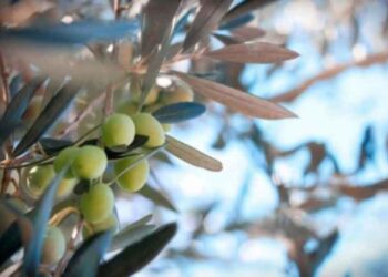 Ίμερα Κοζάνης: Δείτε βίντεο από το μάζεμα της ελιάς και την παράγωγη λαδιού