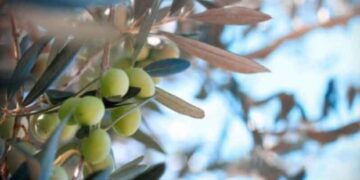 Ίμερα Κοζάνης: Δείτε βίντεο από το μάζεμα της ελιάς και την παράγωγη λαδιού