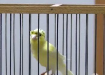 Διαγωνισμός καναρινιών στην Πτολεμαΐδα