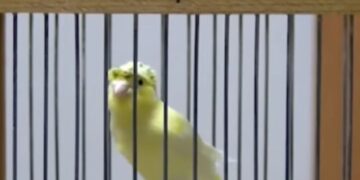 Διαγωνισμός καναρινιών στην Πτολεμαΐδα