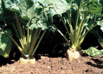 Δ/νση Αγροτικής Οικονομίας της Περιφέρειας Δ. Μακεδονίας: Ανακοινώθηκαν οι δικαιούχοι της Δράσης: «Σύστημα Ολοκληρωμένης Διαχείρισης στην παραγωγή σακχαρότευτλων 2013»