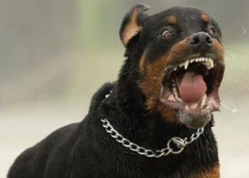 ΚΟΖΑΝΗ: Δέσμευση της περιουσίας των ιδιοκτητών των rodvailer και αποζημίωση τουλάχιστον 150.000 ευρώ για το φριχτό θάνατο του 5χρονου Στάθη