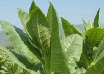 Ανακοινώθηκαν οι καταστάσεις πληρωμής της Δράσης: «Σύστημα Ολοκληρωμένης Διαχείρισης παραγωγής καπνού 2012»