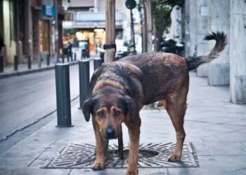 Συγκινεί ο νεαρός από την Κοζάνη που έφτιαξε ταινία για τα αδέσποτα – Δείτε βίντεο