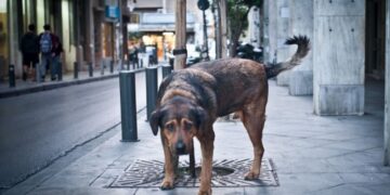 Συγκινεί ο νεαρός από την Κοζάνη που έφτιαξε ταινία για τα αδέσποτα – Δείτε βίντεο