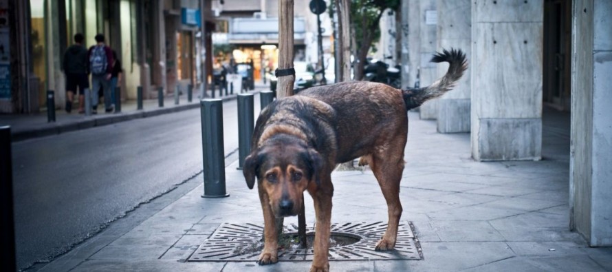 Συγκινεί ο νεαρός από την Κοζάνη που έφτιαξε ταινία για τα αδέσποτα – Δείτε βίντεο