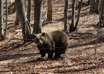 Ξύπνησαν οι αρκούδες στο Καταφύγιο!
