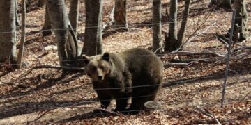 Ξύπνησαν οι αρκούδες στο Καταφύγιο!