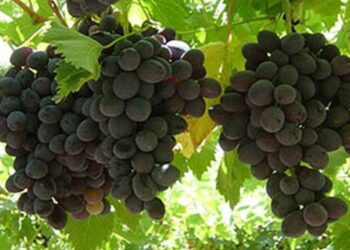 Η διαδικασία χορήγησης άδειων για νέες αμπελοφυτεύσεις έτους 2016