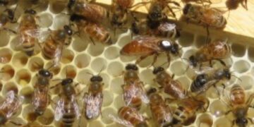 Εκδήλωση του Μελισσοκομικού Συλλόγου ΠΕ Κοζάνης στις 3 Απρίλη  