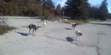 O Δήμος Βοΐου  καταδικάζει την δηλητηρίαση ζώων