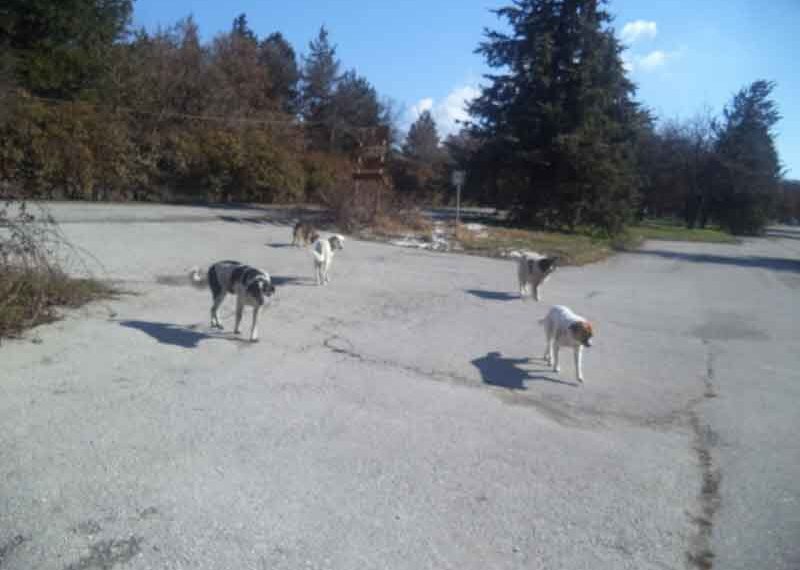 O Δήμος Βοΐου  καταδικάζει την δηλητηρίαση ζώων