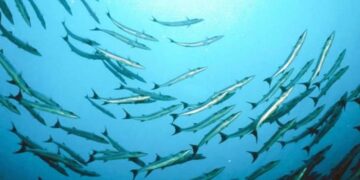 Απαγόρευση αλιείας στην τεχνητή λίμνη Πολυφύτου, λίμνη Περδίκα, γεωφράγματος Πραμόριτσας και γεωφράγματος Σισανίου