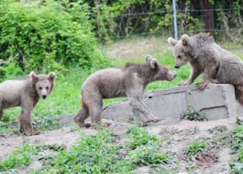 ΑΡΚΤΟΥΡΟΣ: Τρία αρκουδάκια από τη Γεωργία και πέντε λύκοι από την Αυστρία φιλοξενούνται στο Περιβαλλοντικό Κέντρο