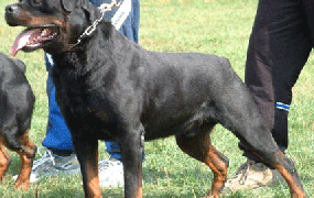 Συγκλονισμένη η κοινωνία της Κοζάνης από το θανάσιμο τραυματισμό 5χρονου από επίθεση σκύλων