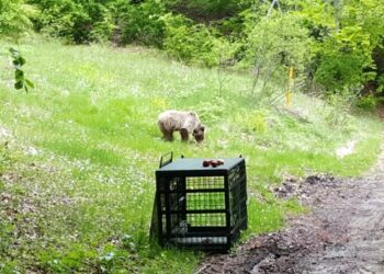 Ο Πάτρικ «επισκέφθηκε» το Καταφύγιο για να μείνει!