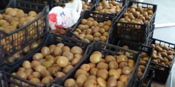 Νέα διανομή ακτινιδίων από τον Δήμο Άργους Ορεστικού και τον Αγροτικό Συνεταιρισμό «Νέος Αλιάκμων» Ημαθίας