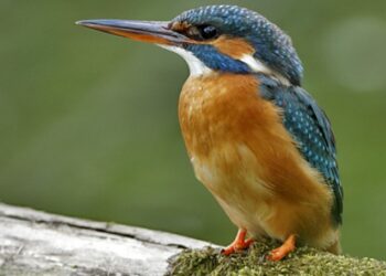 Αλκυονίδες μέρες… – Aπό την εφημερίδα του 5ου Γυμνασίου