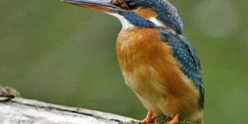 Αλκυονίδες μέρες… – Aπό την εφημερίδα του 5ου Γυμνασίου