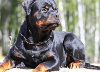 Δήμος Κοζάνης: Προς υιοθεσία τα 8 ροτβάιλερ από τον Άργιλο Κοζάνης