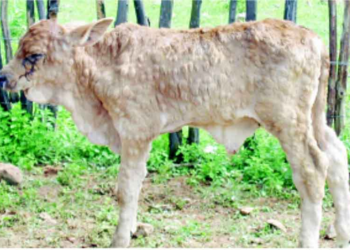 Σε επιφυλακή η Περιφέρεια Δυτικής Μακεδονίας για την οζώδη δερματίτιδα των βοοειδών