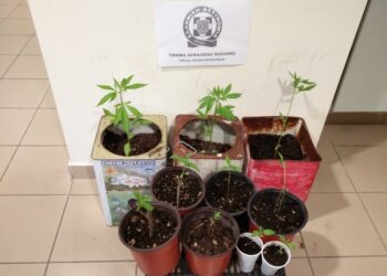 Κατασχέθηκαν δέκα δενδρύλλια κάνναβης – Συνελήφθη 49χρονος σε περιοχή της Κοζάνης