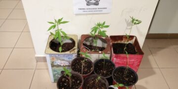 Κατασχέθηκαν δέκα δενδρύλλια κάνναβης – Συνελήφθη 49χρονος σε περιοχή της Κοζάνης