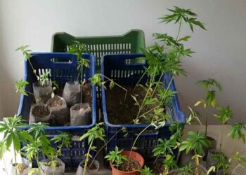 Κατάσχεση 42 δενδρυλλίων κάνναβης σε περιοχή της Πτολεμαΐδας