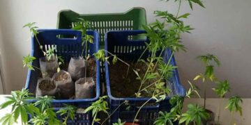 Κατάσχεση 42 δενδρυλλίων κάνναβης σε περιοχή της Πτολεμαΐδας