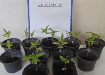 Κατάσχεση 15 δενδρυλλίων κάνναβης σε περιοχή της Φλώρινας