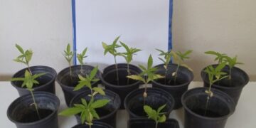 Κατάσχεση 15 δενδρυλλίων κάνναβης σε περιοχή της Φλώρινας