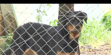 Η αντιδήμαρχος Περιβάλλοντος Ε. Τασοπούλου εξηγεί τις αποφάσεις των επιτροπών για τα 8 ροτβάιλερ- «Η εκπρόσωπος του φιλοζωϊκού της Πτολεμαϊδας είπε πως ήταν φυσιολογική η αντίδραση των σκυλιών και πρότεινε την υιοθεσία τους»-Τι είπε η εκπρόσωπος του «Αγγίζωο»-Τι θα γίνει με τα σκυλιά-Βίντεο