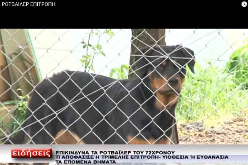Η αντιδήμαρχος Περιβάλλοντος Ε. Τασοπούλου εξηγεί τις αποφάσεις των επιτροπών για τα 8 ροτβάιλερ- «Η εκπρόσωπος του φιλοζωϊκού της Πτολεμαϊδας είπε πως ήταν φυσιολογική η αντίδραση των σκυλιών και πρότεινε την υιοθεσία τους»-Τι είπε η εκπρόσωπος του «Αγγίζωο»-Τι θα γίνει με τα σκυλιά-Βίντεο