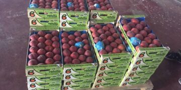 Ροδάκινα Βελβεντού: Ο αγώνας της σοδειάς για παραγωγούς και συνεταιρισμούς άρχισε