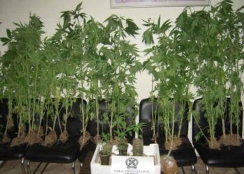 Κατασχέθηκαν 50 δενδρύλλια κάνναβης και αδασμολόγητος καπνός στα Γρεβενά  