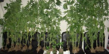 Κατασχέθηκαν 50 δενδρύλλια κάνναβης και αδασμολόγητος καπνός στα Γρεβενά  