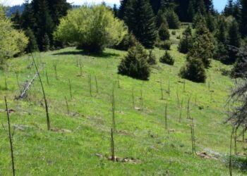 Ολοκληρώθηκε ο εμπλουτισμός βιοτόπων της αρκούδας στην περιοχή του Εθνικού Δρυμού Οίτης