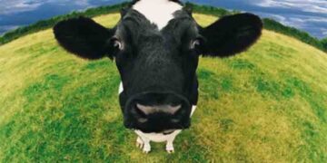 Nέες εστίες oζώδους δερματίτιδας των βοοειδών