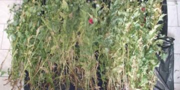 Δύο συλλήψεις στην Πτολεμαΐδα – Καλλιεργούσαν 248 φυτά παπαρούνας