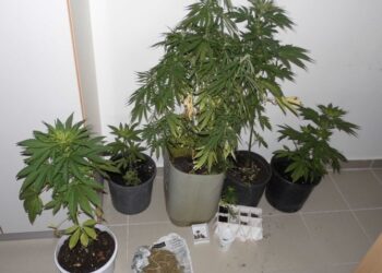 Σύλληψη 34χρονης για καλλιέργεια κάνναβης σε περιοχή της Κοζάνης