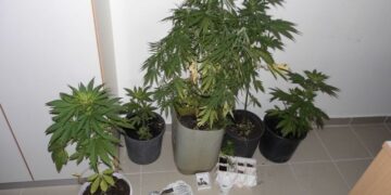 Σύλληψη 34χρονης για καλλιέργεια κάνναβης σε περιοχή της Κοζάνης