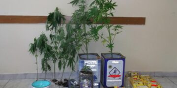 Σύλληψη 51χρονου σε περιοχή της Πτολεμαΐδας για καλλιέργεια και πώληση ναρκωτικών