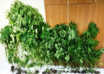Ακόμη 35 δενδρύλλια κάνναβης καλλιεργούσε ο 51χρονος που συνελήφθη χθες σε περιοχή της Πτολεμαΐδας
