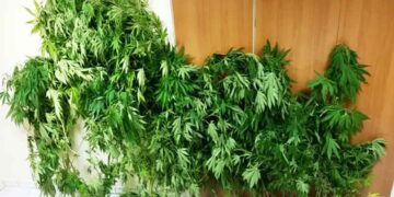 Ακόμη 35 δενδρύλλια κάνναβης καλλιεργούσε ο 51χρονος που συνελήφθη χθες σε περιοχή της Πτολεμαΐδας