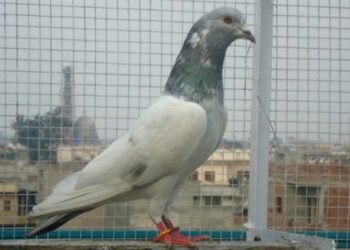 Κοζάνη: 45χρονος έκλεψε… περιστέρια