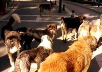 Πτολεμαϊδα: Κρίσεις και επικρίσεις… για τα αδέσποτα στην Εορδαία