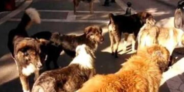 Πτολεμαϊδα: Κρίσεις και επικρίσεις… για τα αδέσποτα στην Εορδαία