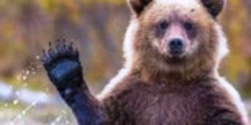 Εορδαία: Περίπατο κάνουν οι αρκούδες σε ορεινούς οικισμούς!