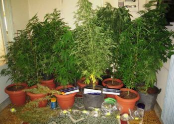 Εντοπίστηκαν και κατασχέθηκαν 120 δενδρύλλια κάνναβης σε περιοχή της Κοζάνης